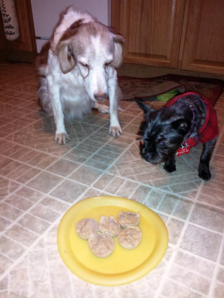 Tigger & Biscotti couldn't keep their eyes off these YUMMY treats!