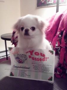 Darla Showing Off her Therapy Dog Certification!