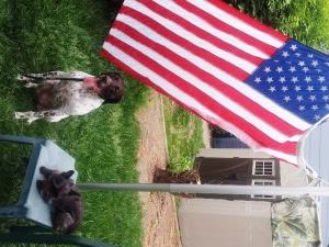 Keep Your Pets Safe During 4th of July