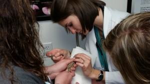 Dr. Koenigstein of OCVH treating a gecko